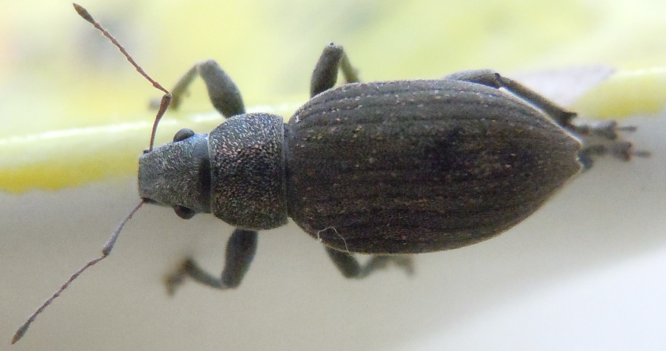 Brachyderes grisescens (Curculionidae)